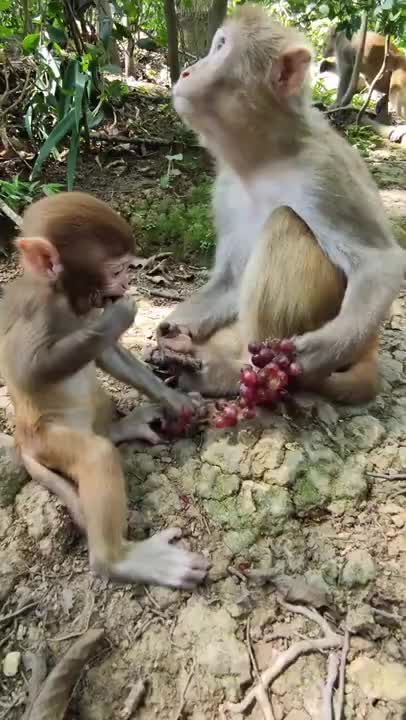 Funny Monkey Videos - A Funny Monkeys Compilation 2022