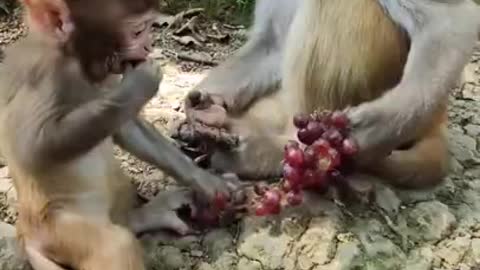 Funny Monkey Videos - A Funny Monkeys Compilation 2022