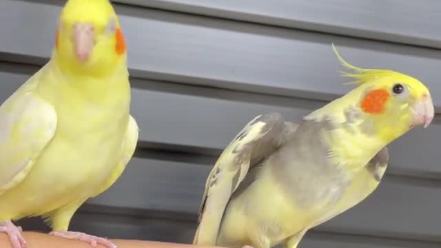 The owner of a pair of cockatiels raises them on his hand amid singing with a very beautiful voice