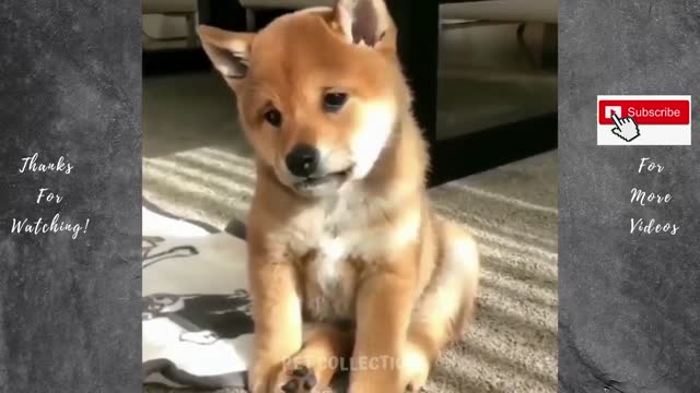 can someone help him??? Cute And Funny Pet Videos Compilation ♥ Baby Dog Videos