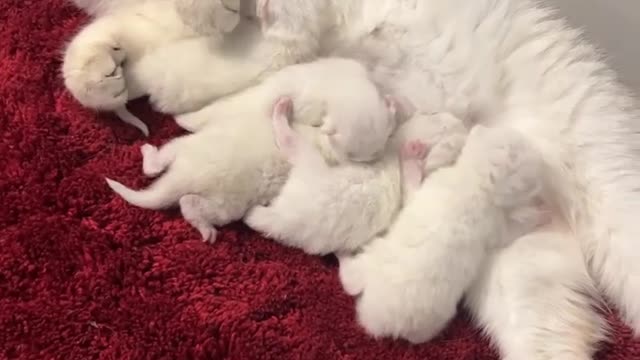 Cat and cats family playing amazing video