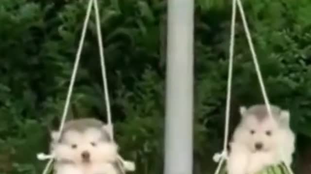 Cuddles on the swing!