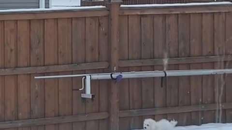 3.Puts entire head in snow at the end…