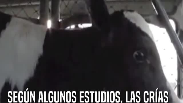 Una vaca persigue al camión que se lleva a sus crías