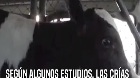 Una vaca persigue al camión que se lleva a sus crías