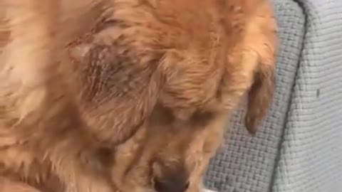 Golden Retriever funny videos 2021