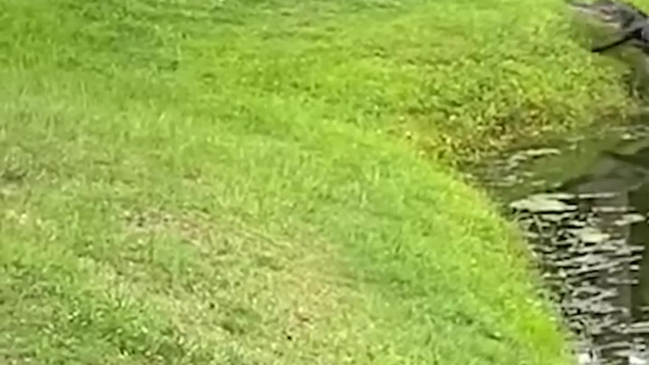 A man visiting Hilton Head, South Carolina, captured moment a fisherman was charged by an alligator