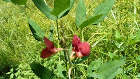 Red wild flower