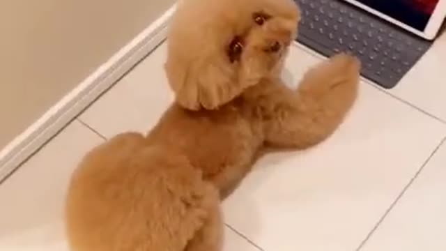 🤣 Funniest 🐶 Dogs - Awesome Funny Pet Animals Videos 😇