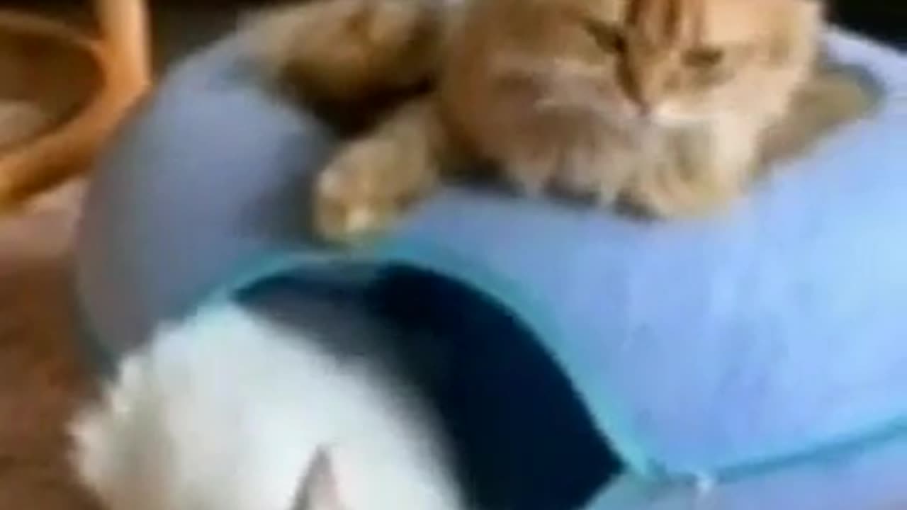 Funny cats videos