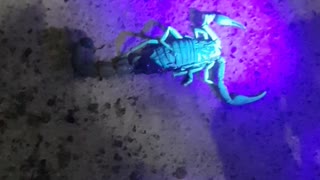 Scorpio glows in blue light.