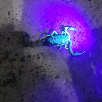 Scorpio glows in blue light.