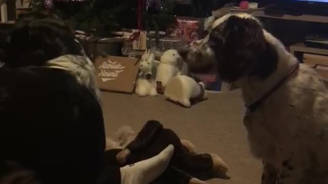 White dog hitting green tennis ball away with nose in living room christmas tree in background