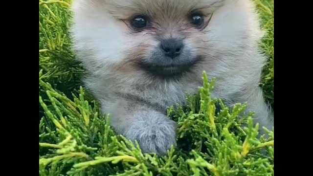 Most cute and most funny dog