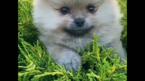 Most cute and most funny dog