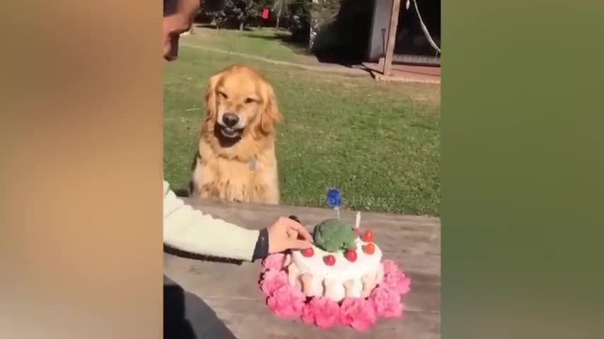 Dog Reaction to Cutting Cake Funny Dog Cake Reaction Compilation |