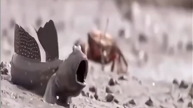 War of Two fish