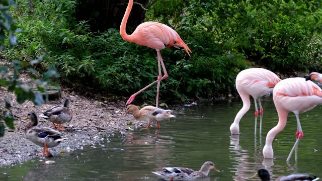 Flamingo pink cute