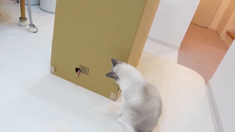 猫 vs 謎の箱 | Charmmy Meow