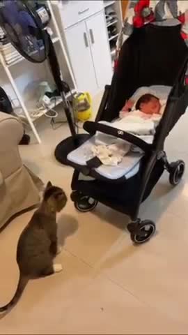 Cute Kitty wants to help baby
