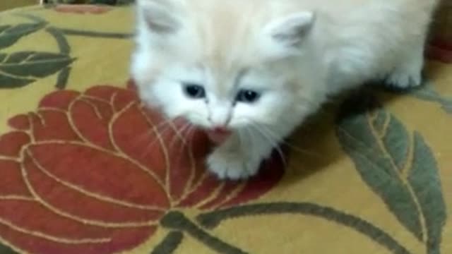 A confused baby cat