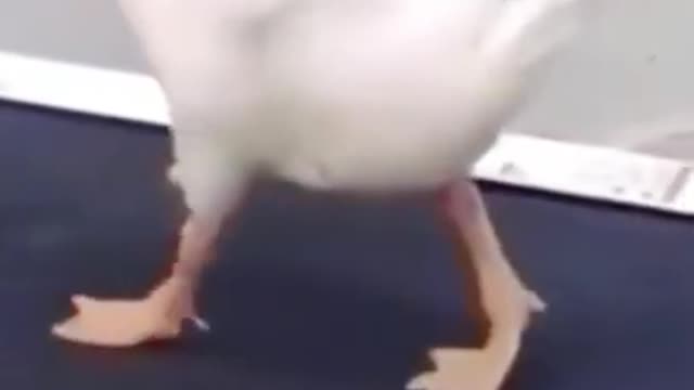 Funny duck walking on treadmill