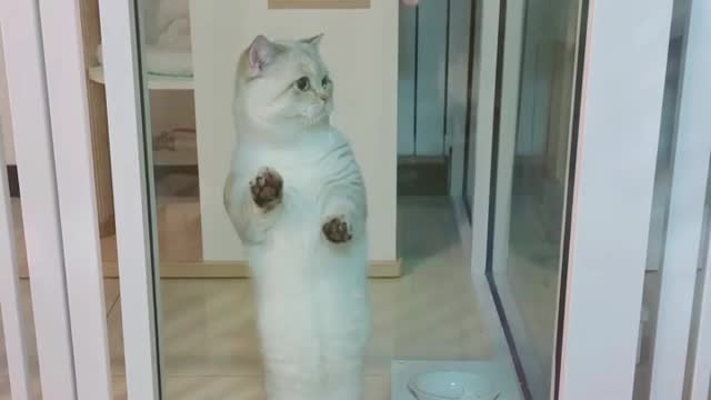 Cute Cat Dancing: Funny Video 2021