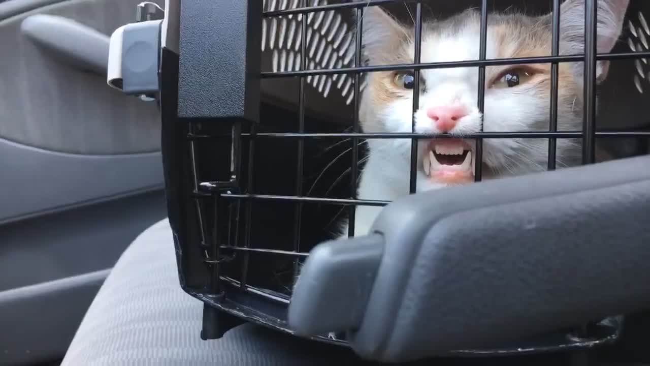 Kitty Wants to Get Out of Carrier