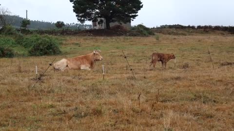 A cow sitting protecting her son who plays