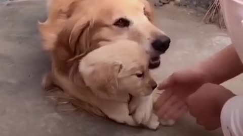 Most protective dog I ever seen