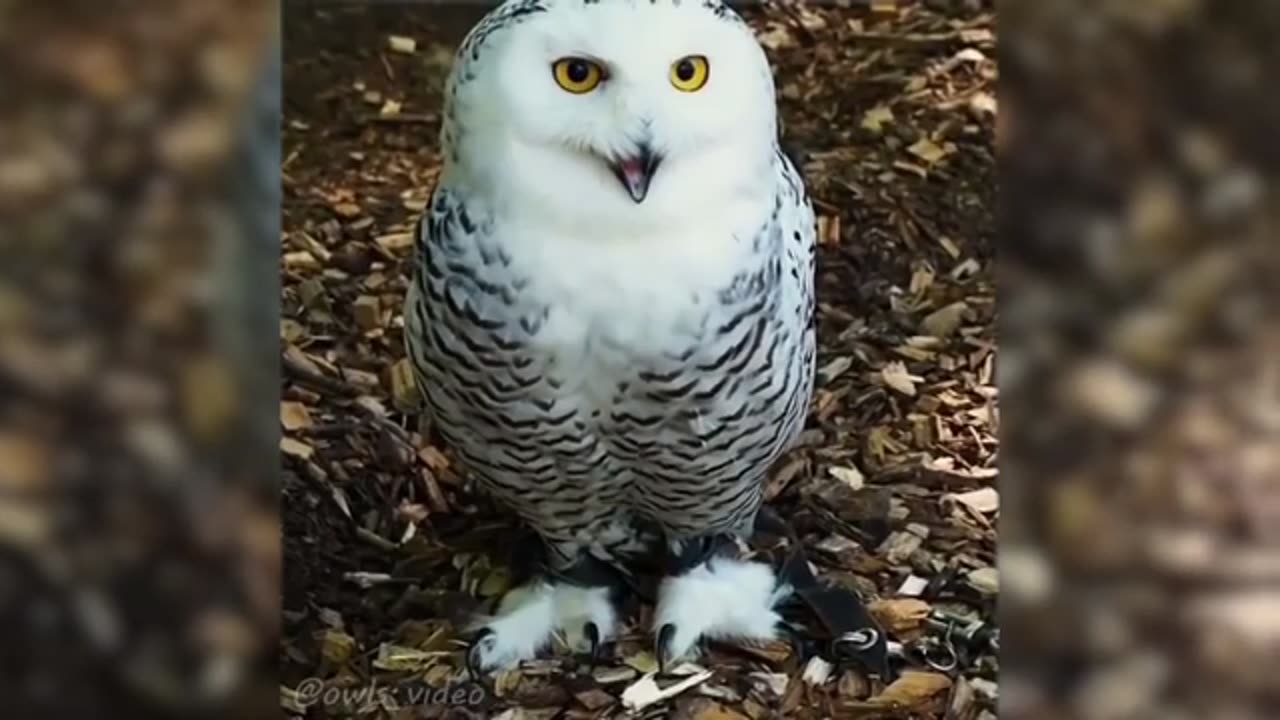 Funny & Cute Animals