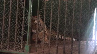 Hungry Tiger