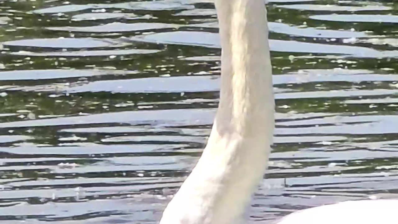 A beautiful swan in close-up / beautiful white swan by the river.