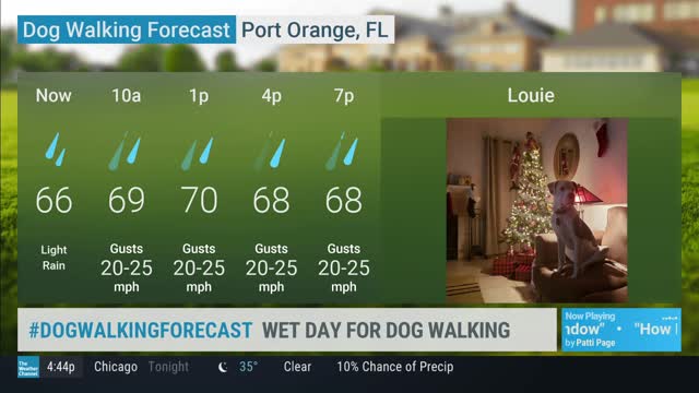 Dog Walking Forecast