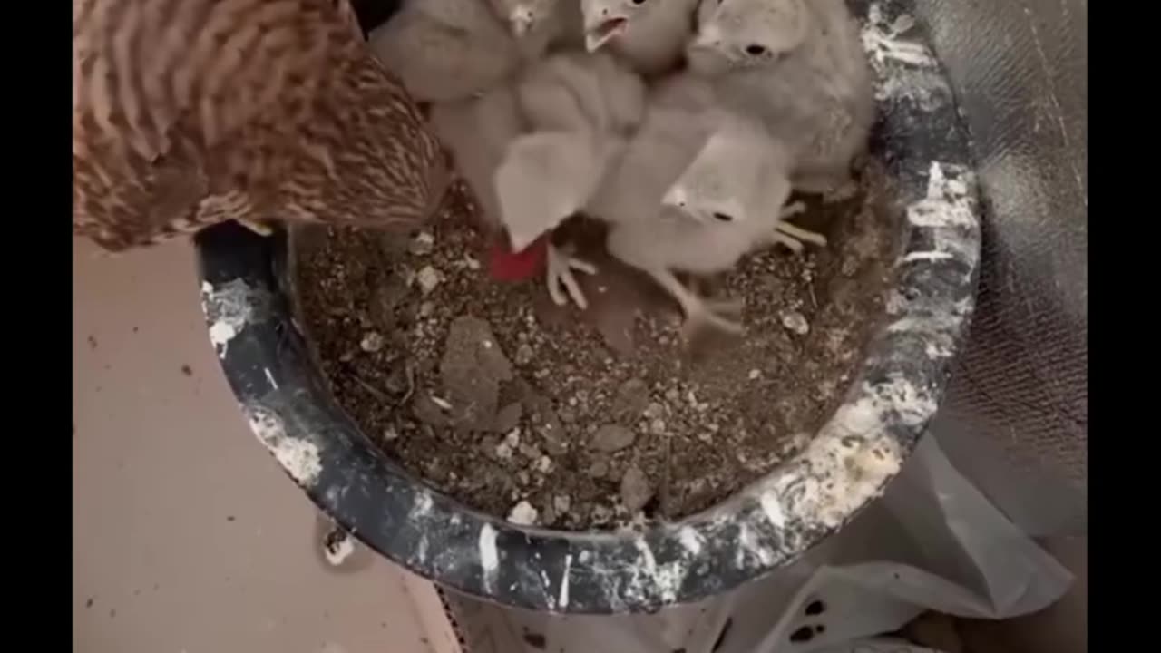 Helping a hawk/falcon with it's chicks.