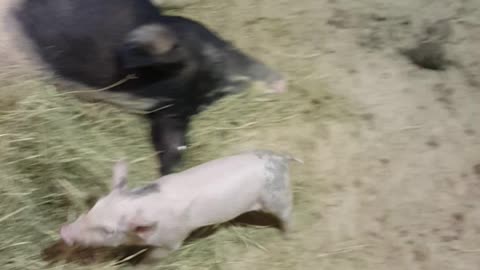 Cute little babies piggies