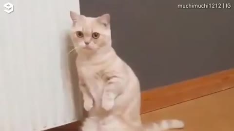 Very Funny Scared Cat Compilation Unusual Dog Behavior