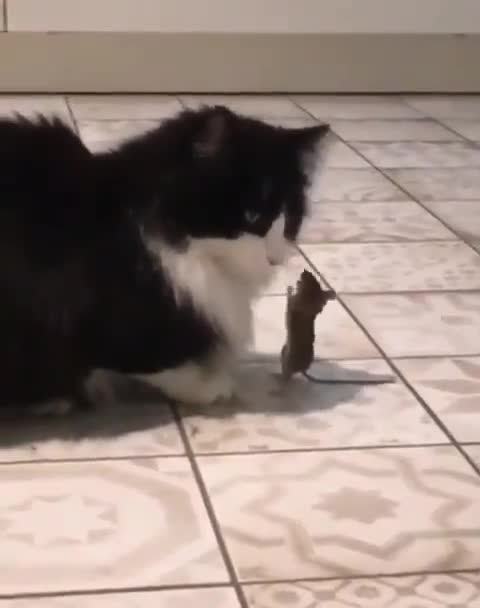 Cat 🐈🐈 chat 🐱🐱 cat