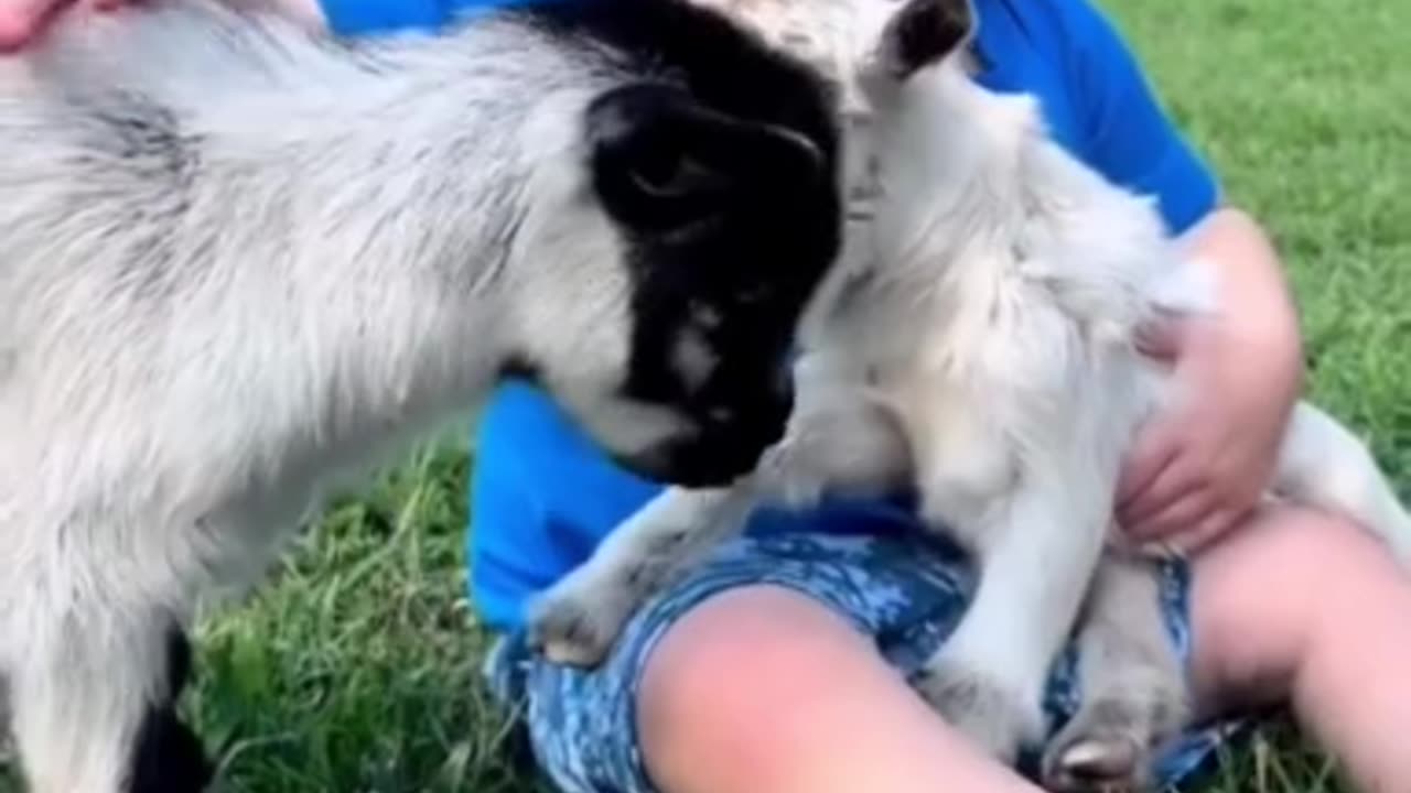 Animal funny video