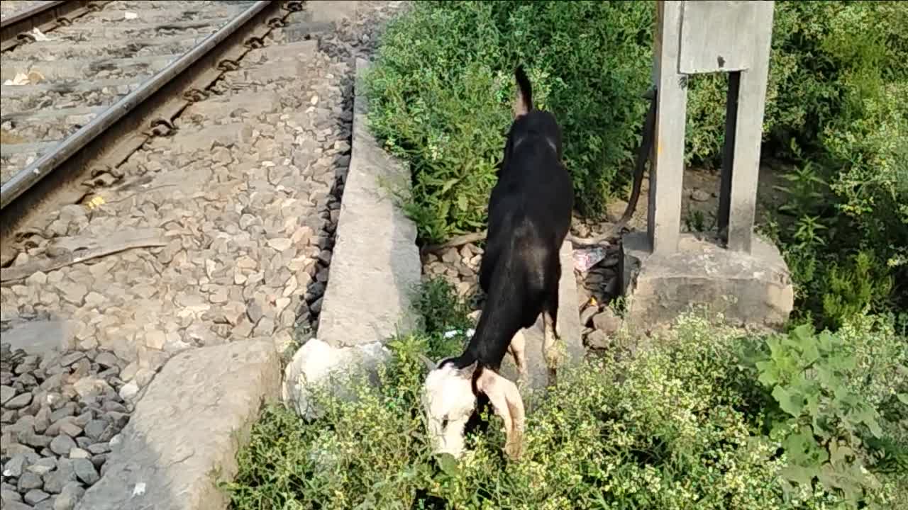 How does this goat come close to the camera with a whistling sound?