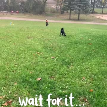 Baby Girl Preciously Plays With Kitty Best Friend