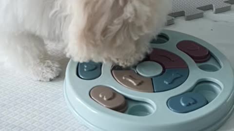 Bichon Frize - Dew.Are there any more difficult toys
