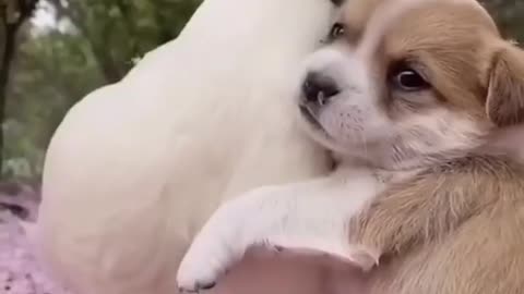 funny dog video