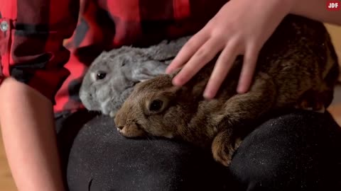 Rabbit Body Language Explained