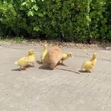 WHAT A BEAUTIFUL FAMILY