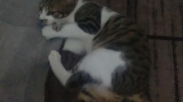 Cute Cat Playing with carpet