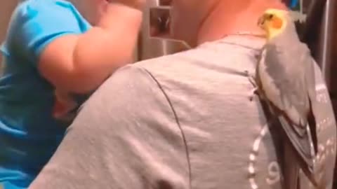 The parrot plays with the baby.