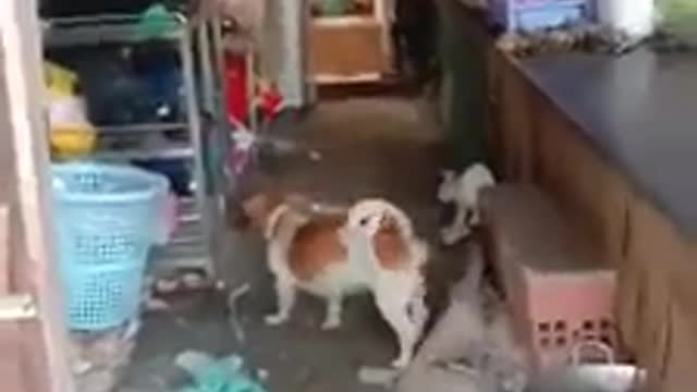 The Epic Battle of Dog Vs Rat