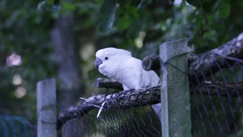 parrot dancing beautifully