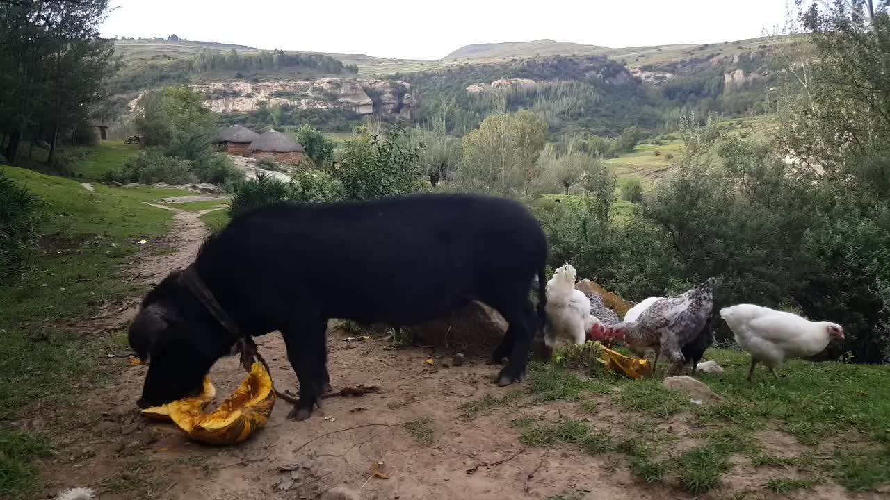 Pigs eat in the middle of a country road, surrounded by chickens #Pigs#Chickens